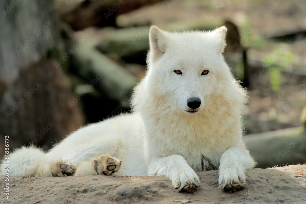 Naklejka premium Wolf