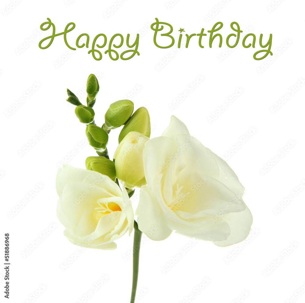 Fototapeta premium Beautiful freesia flower, isolated on white.