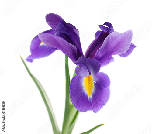 Fototapeta Naklejka Na Ścianę i Meble -  Purple iris flower, isolated on white