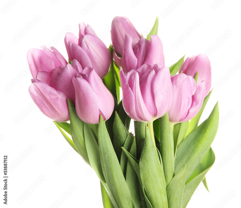 Beautiful bouquet of purple tulips, isolated on white Beautiful bouquet of purple tulips, isolated on white