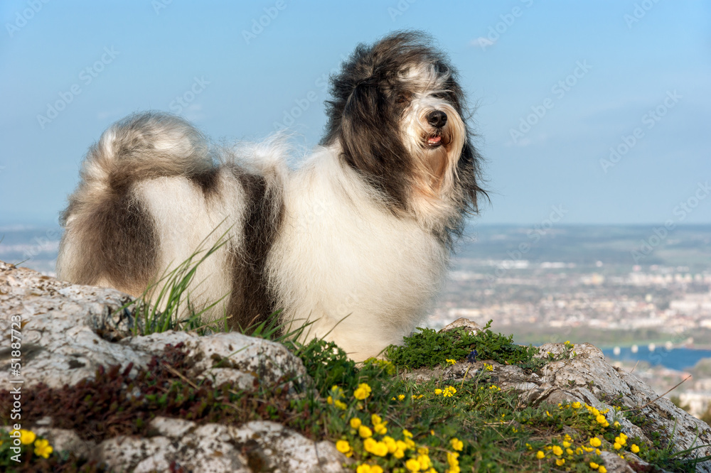 Obraz premium Cute Havanese dog on a rocky mountain, beneath a city