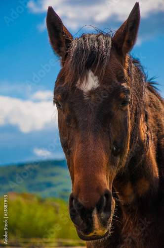 cavallo photo