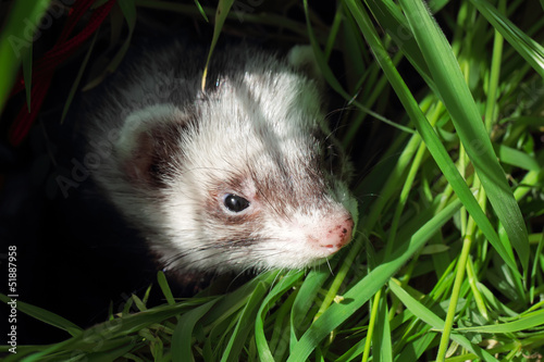 Sable ferret hiding in the grass. Close-up. © bozhdb