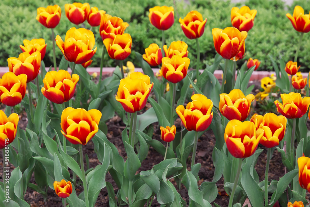 Red and yellow tulip flower field