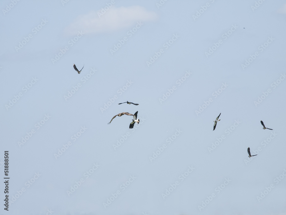bird fight in the air with lapwings and kestrel bird fight in the air with lapwings and kestrel