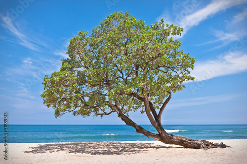 Lonely tree on the beach © JRstock