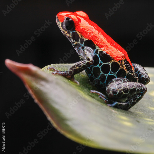 red poison frog