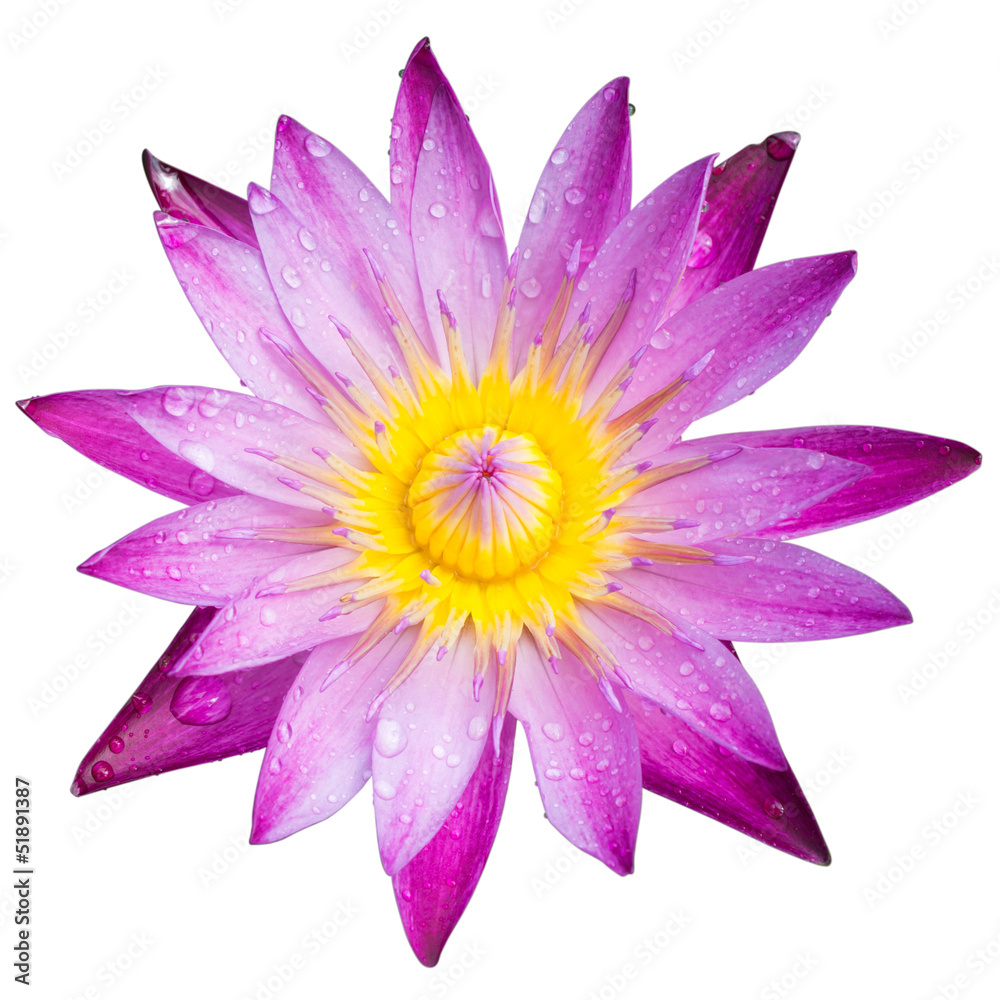 Lotus blossoms or water lily flowers blooming