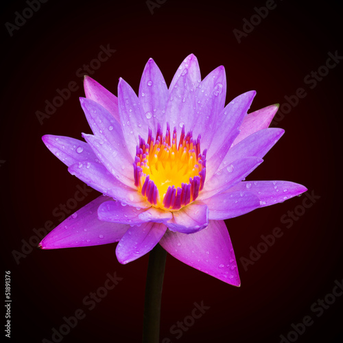 Lotus blossoms or water lily flowers blooming