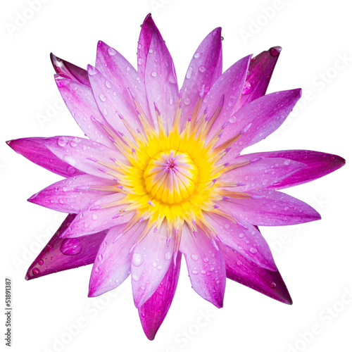 Lotus blossoms or water lily flowers blooming