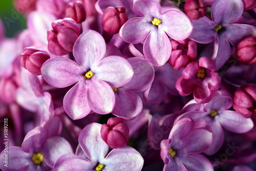 Lilac flowers close up. © sriba3