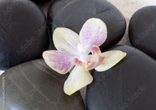 orchid  e pos  e sur des galets noir