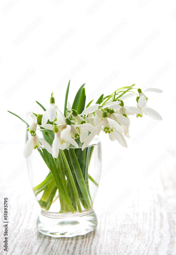 Bouquet of snowdrop flowers