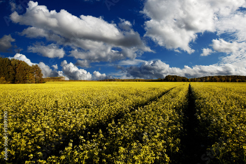 Fototapeta Naklejka Na Ścianę i Meble -  Landscape with yellow rapeseed field, blue sky and white fluffy