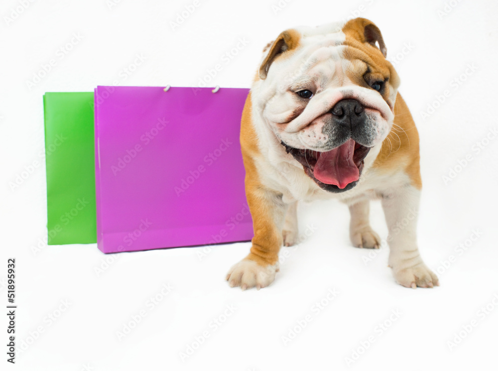Obraz premium Bulldog