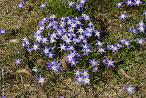 Blue spring flowers on the meadow