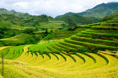 terrced rice fields - gold terraced rice fields in Mu Cang Chai, © sonha