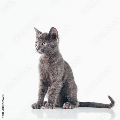 Russian Blue Kitten © LStockStudio