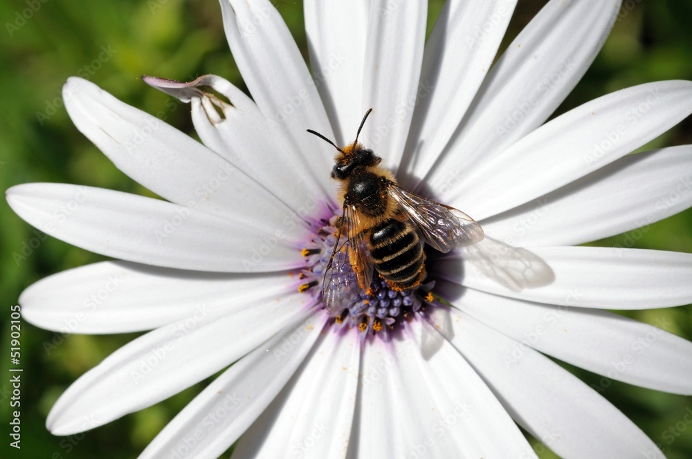 Bee gathering pollen from flower © Arena Photo UK Bee gathering pollen from flower © Arena Photo UK