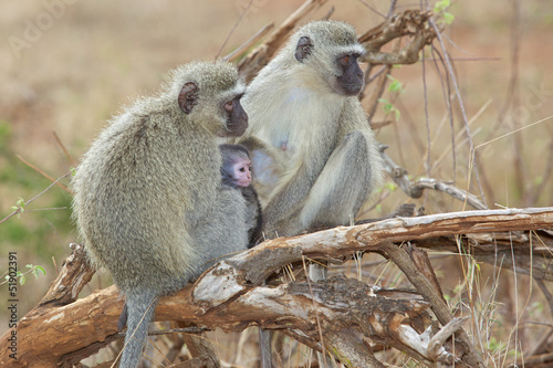 Vervet Monkeys