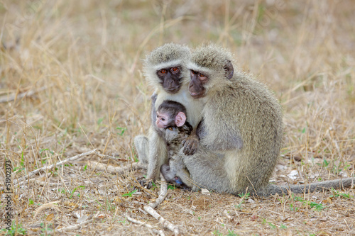 Vervet Monkeys