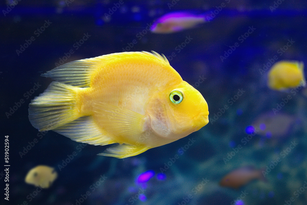 Exotic fishes swims in deep blue water side view