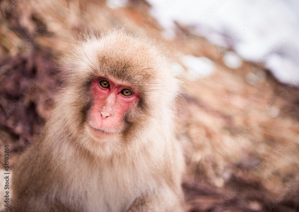Fototapeta premium Smiling Japanese macaque