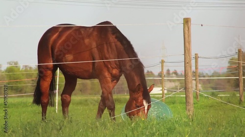 Reiten
