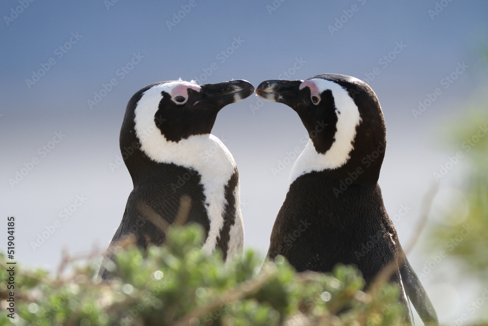 Fototapeta premium Miłość pingwina przylądkowego