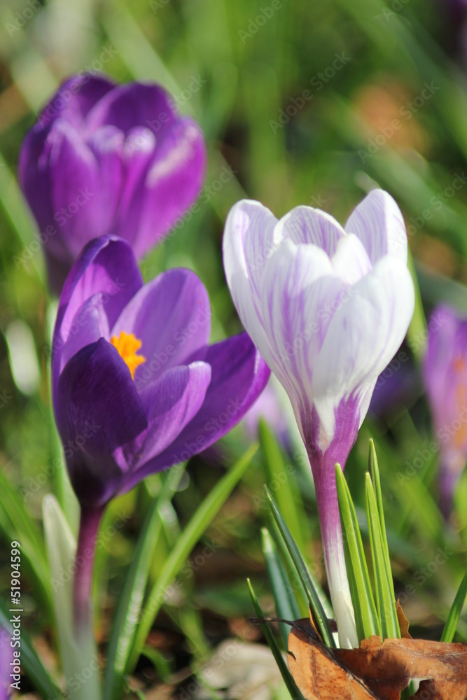 Krokusse Krokusse