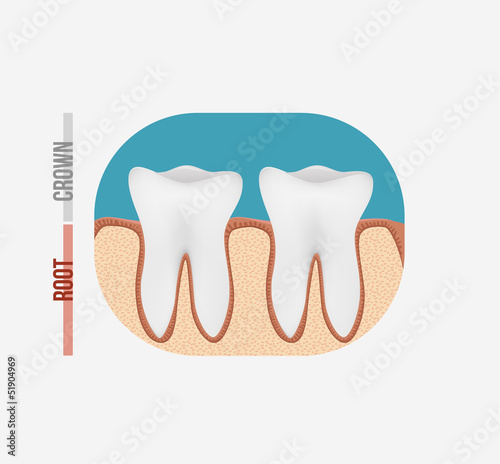 Tooth anatomy