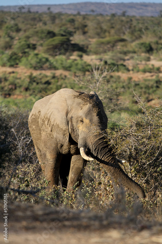 Elephant dans une mare