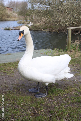 white swan next to water