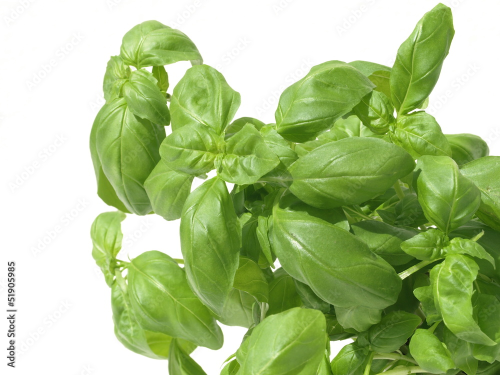 Basil Basil