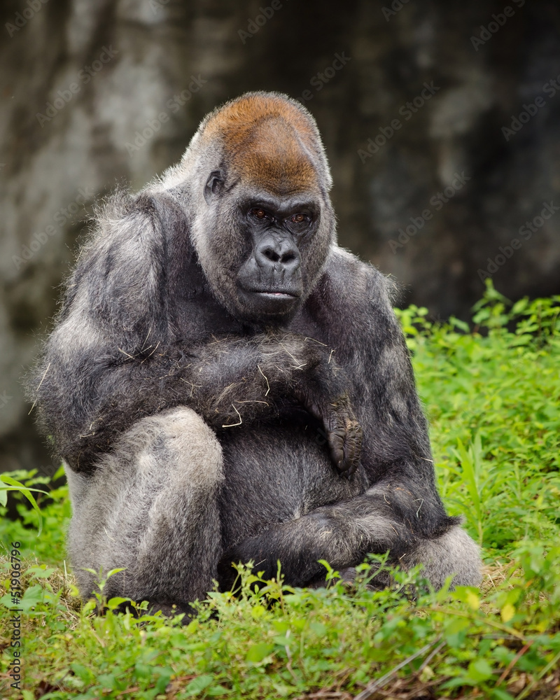 Obraz premium Lowland gorilla