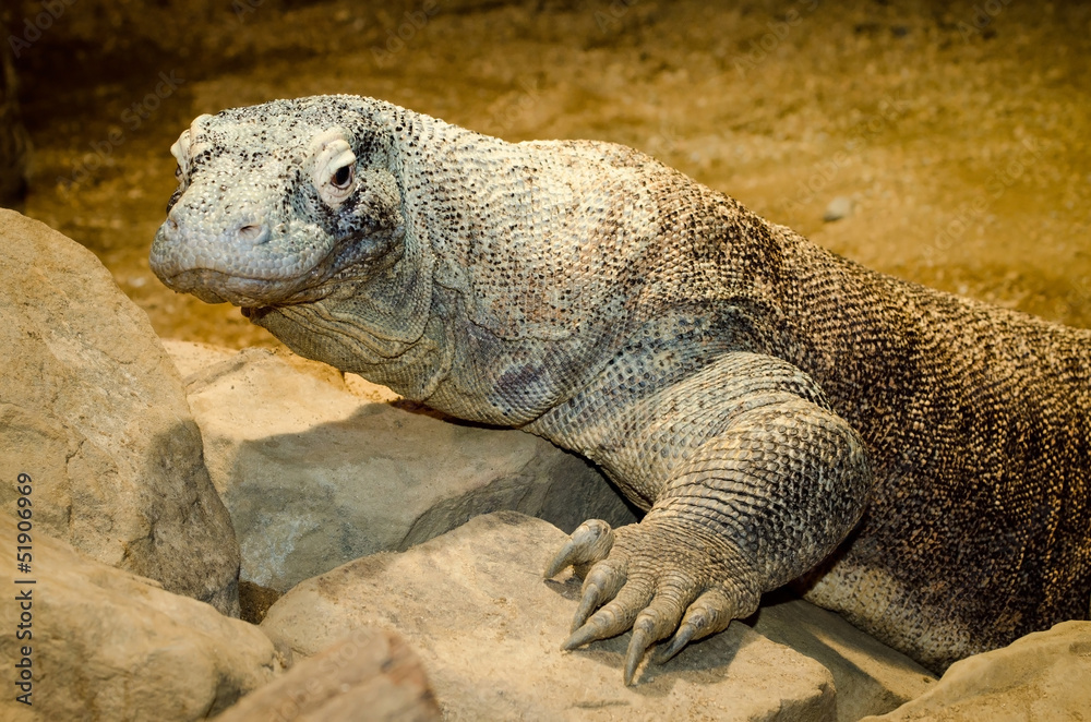 Fototapeta premium Komodo dragon, Varanus komodoensis