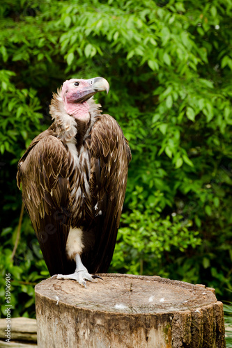 Lappet-faced vulture, Torgos tracheliotus photo