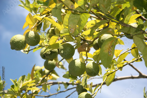 lime tree