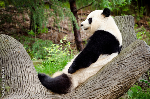 Giant panda resting on log