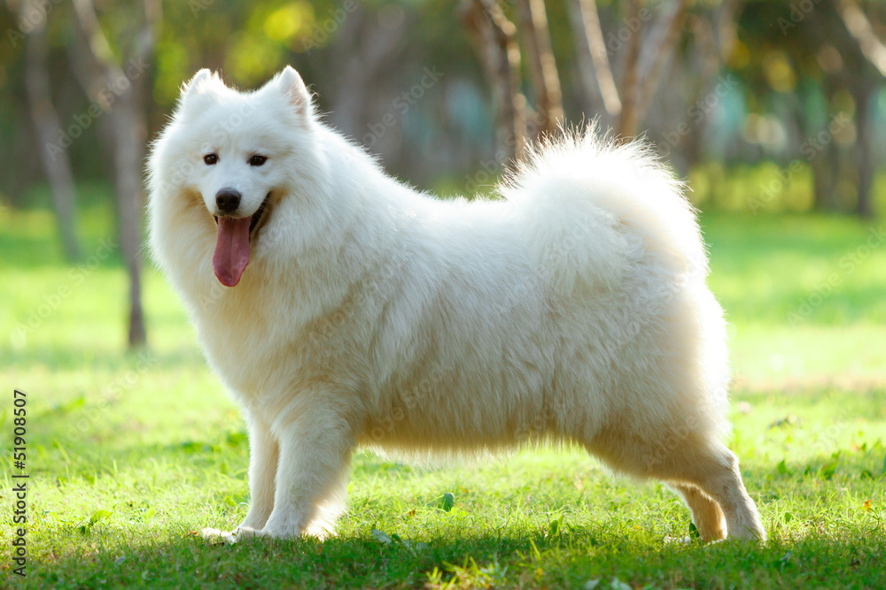 Samoye Samoye
