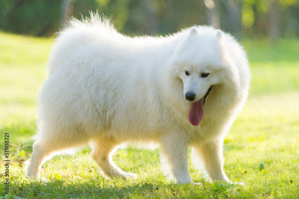 Samoye Samoye