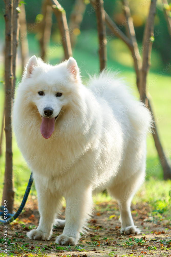 Samoye Samoye