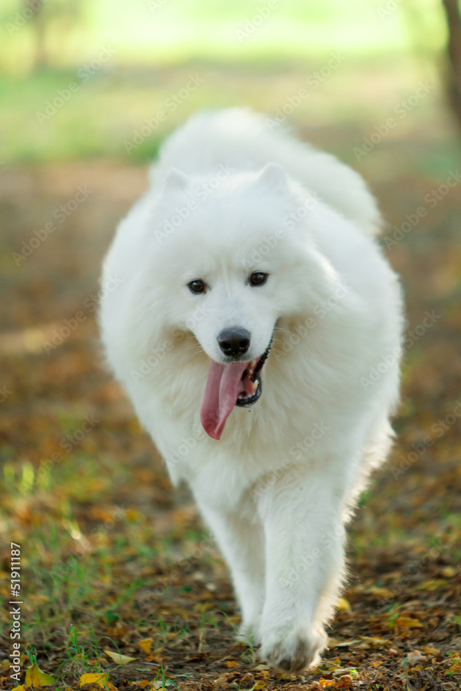 Samoye Samoye