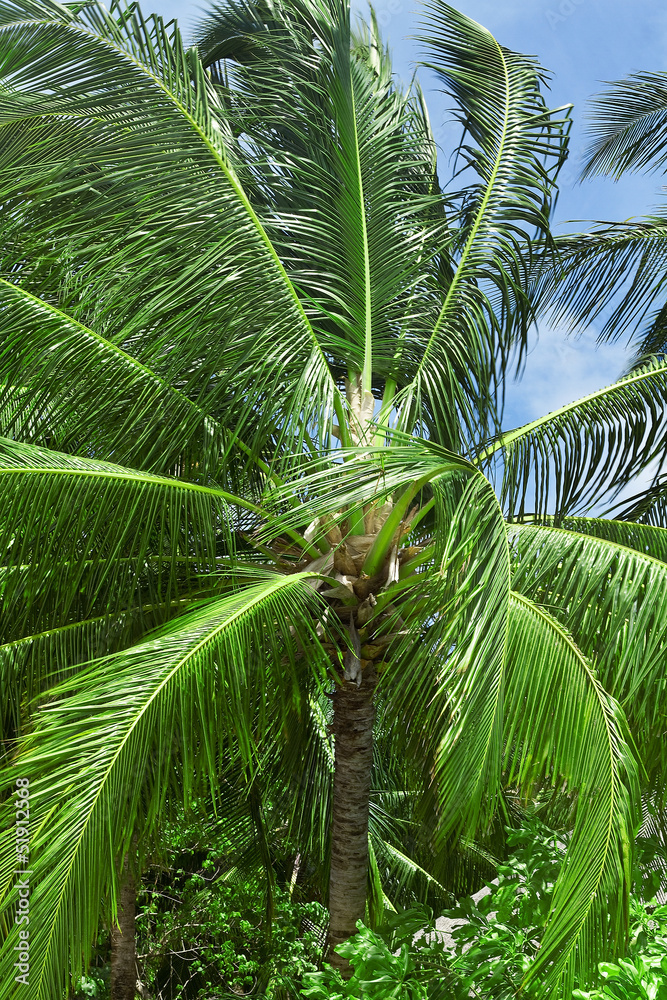 Close up detail of a tropical coconut palm tree variety found in