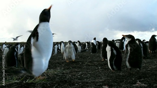 Gentoo penguin colony