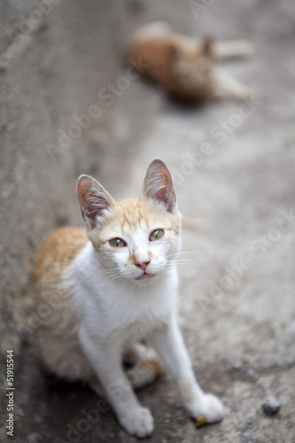 Gato © Sandra González