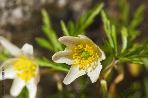Anemone Nemorosa flowers