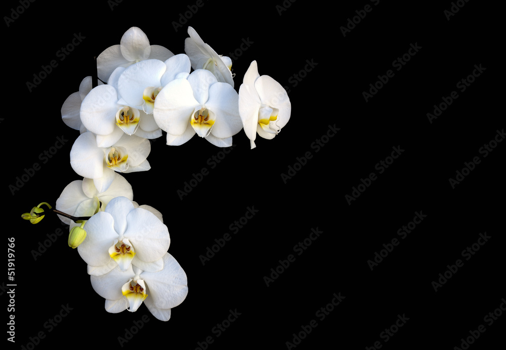 Orquideas blancas foto de Stock | Adobe Stock