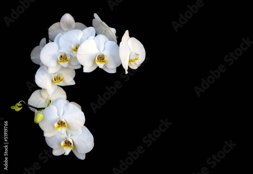 Orquideas blancas photo