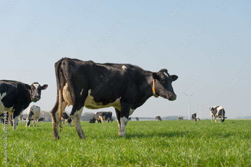 Fototapeta premium Milk cows grazing in spring